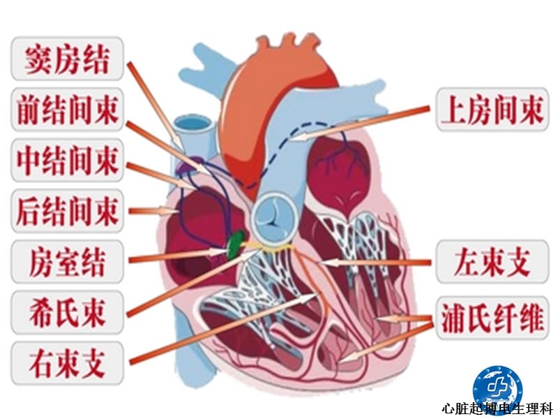 心律失常患者健康教育.ppt_第3页