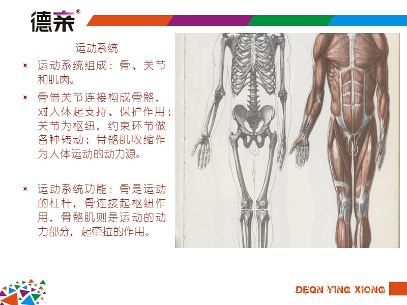 正常人体解剖学课件.ppt_第3页