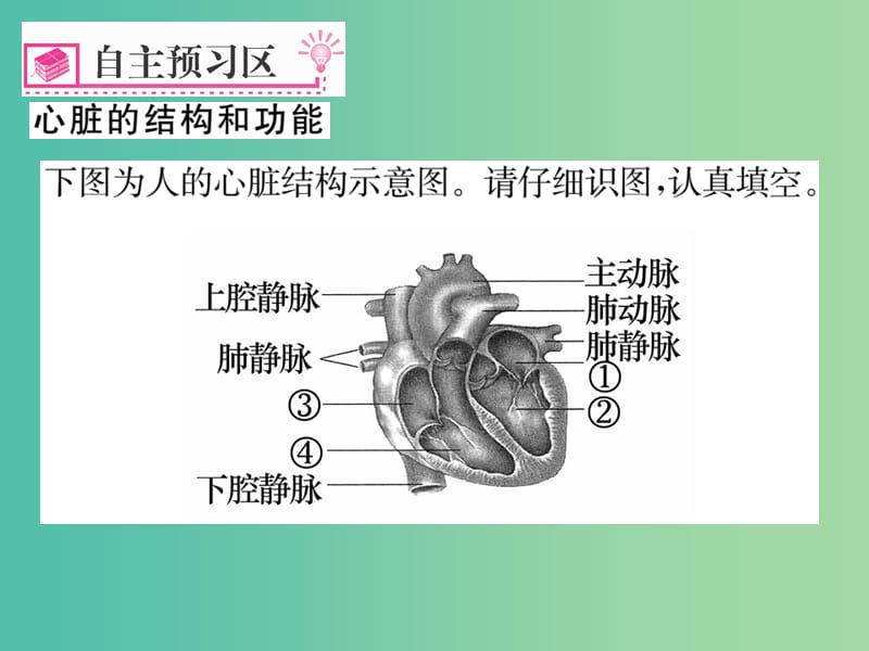 七年级生物下册 第四章 第三节 输送血液的泵──心脏（第1课时 心脏的结构和功能）课件 新人教版.ppt_第2页