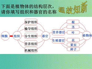 七年級生物上冊 3.1.1 藻類、苔蘚和蕨類植物課件 （新版）新人教版.ppt