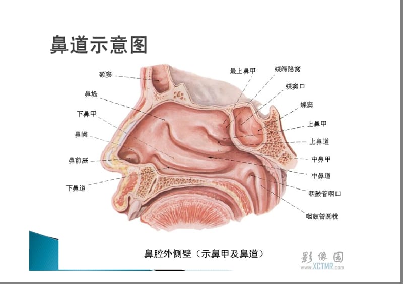 支气管镜检查顺序.ppt_第3页