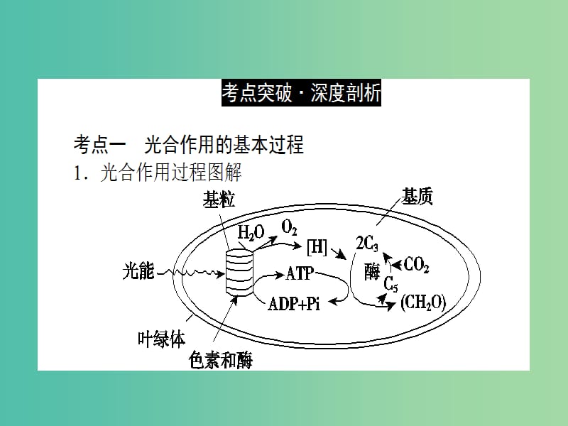 高考生物二轮专题复习 专题四 光合作用与细胞呼吸课件.ppt_第2页