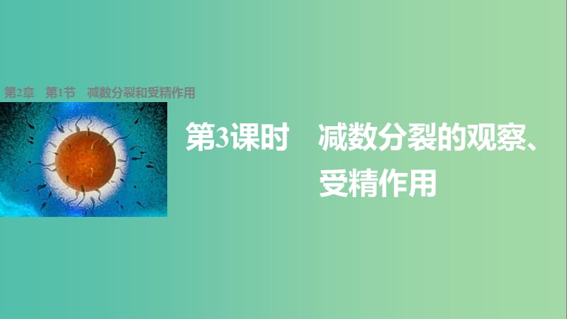 高中生物 2.1.3 减数分裂的观察、受精作用课件 新人教版必修2.ppt_第1页