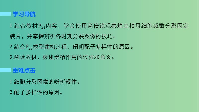 高中生物 2.1.3 减数分裂的观察、受精作用课件 新人教版必修2.ppt_第2页