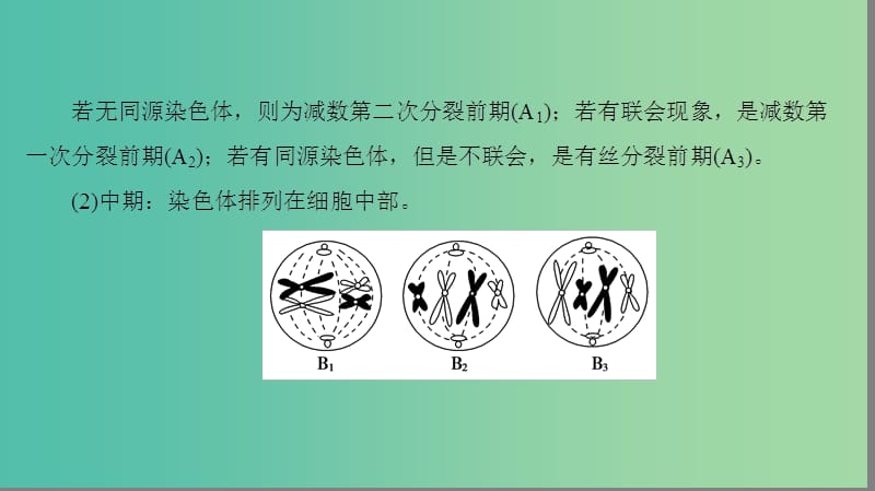 高中生物 第1单元 遗传与变异的细胞学基础 微专题突破课件 中图版必修2.ppt_第3页