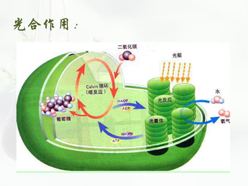 光合作用和呼吸作用的比较.ppt_第3页