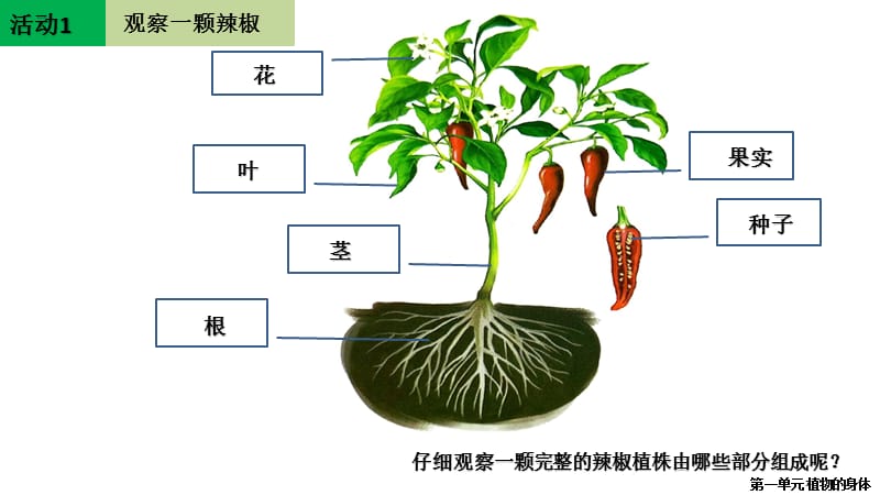 四年级科学上植物的身体观察辣椒植物的叶植物的茎.ppt_第3页