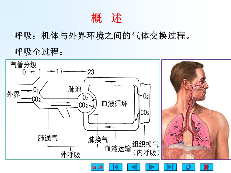 呼吸系统解剖与生理.ppt_第2页