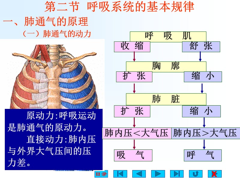 呼吸系统解剖与生理.ppt_第3页