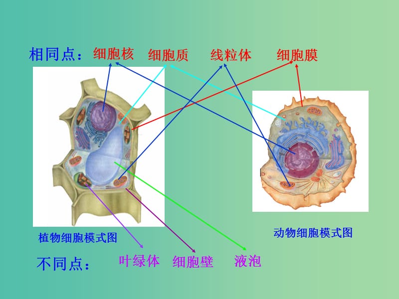 七年级生物上册 2.1.4 细胞的生活课件教学课件 新人教版.ppt_第3页