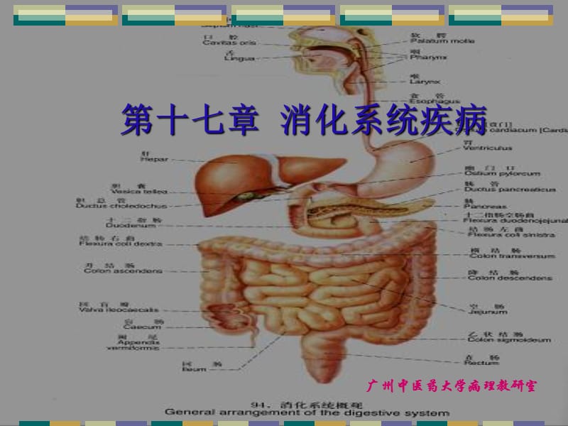 消化系统常见疾病.ppt_第1页