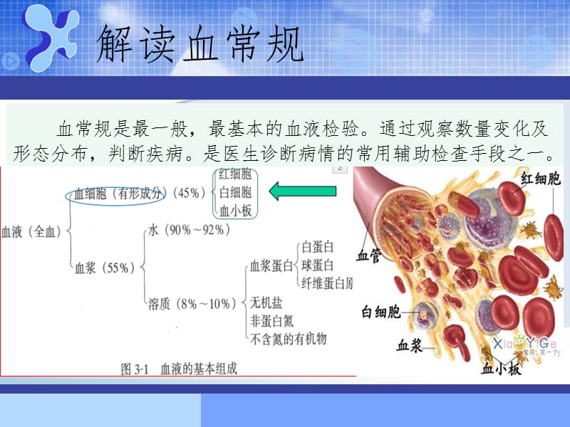 常见化验项目正常参考值及临床意义.ppt_第3页