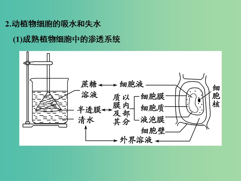 高考生物总复习 第二单元 细胞的代谢 第3讲 物质出入细胞的方式及酶课件.ppt_第3页