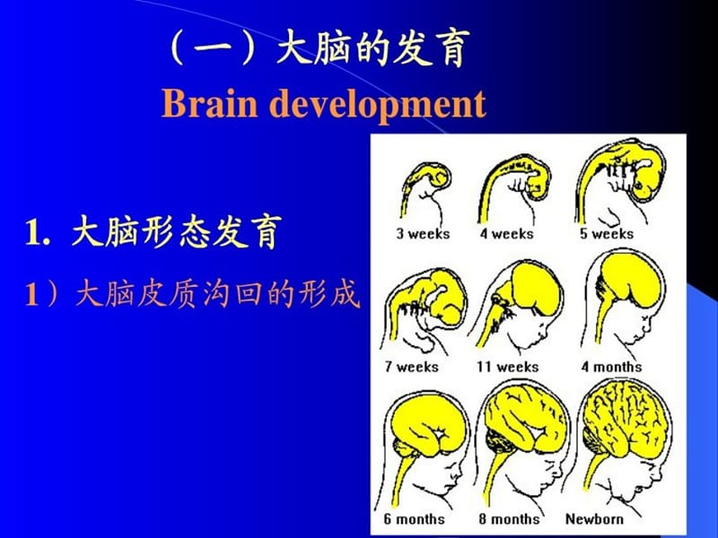 小儿神经系统发育.ppt_第3页