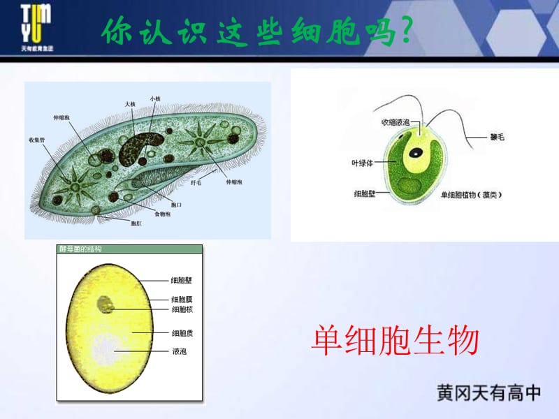 使用高倍显微镜观察几种细胞.ppt_第2页