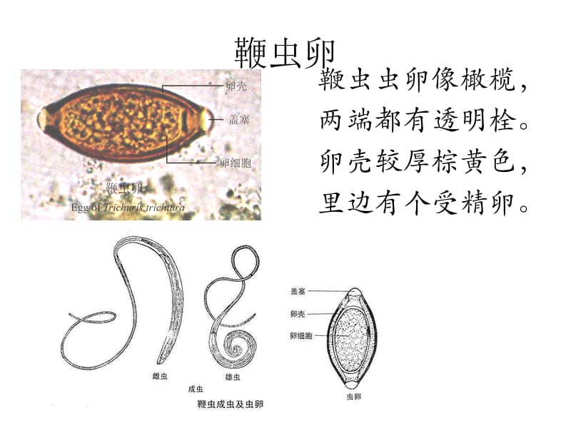 寄生虫学虫卵经典总结及图片课件.ppt_第2页