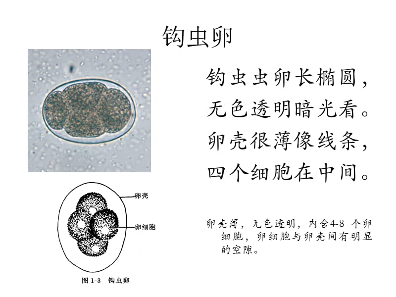 寄生虫学虫卵经典总结及图片课件.ppt_第3页