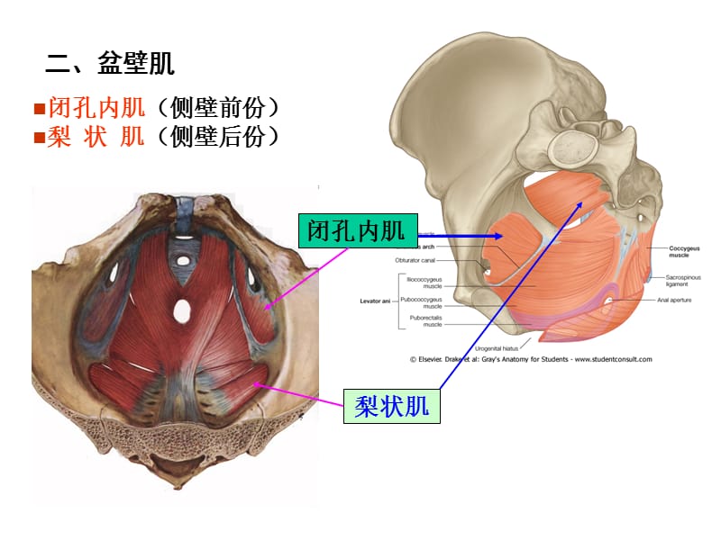 局部解剖盆部与会阴.ppt_第3页