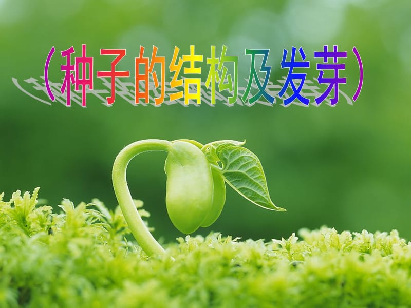 种子的结构及发芽.ppt_第1页