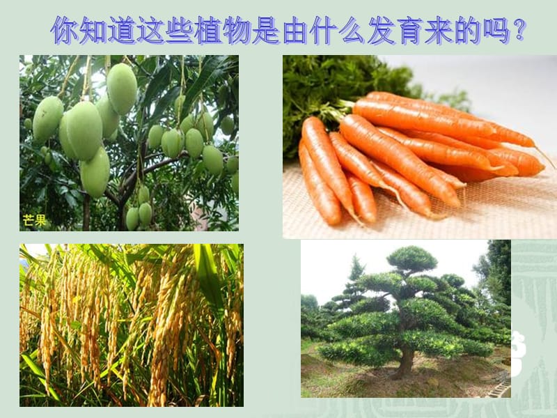 种子的结构及发芽.ppt_第2页