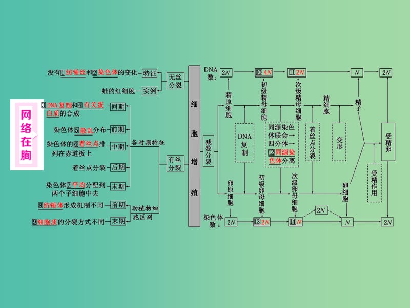 高考生物二轮复习 第一部分 专题一 细胞系统 第4讲 第1课时 细胞分裂课件.ppt_第2页