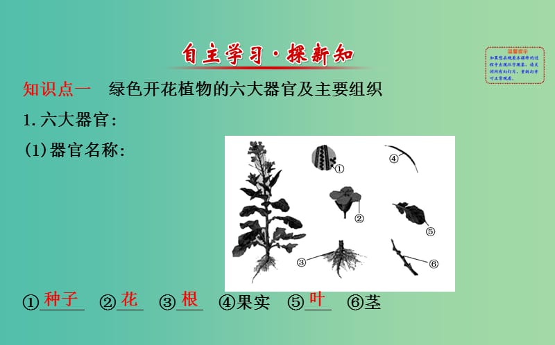 七年级生物上册 2.2.3 植物体的结构层次课件 新人教版.ppt_第2页