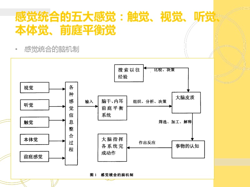 感觉统合理论与实践.ppt_第3页