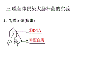 噬菌體侵染大腸桿菌的實驗.ppt