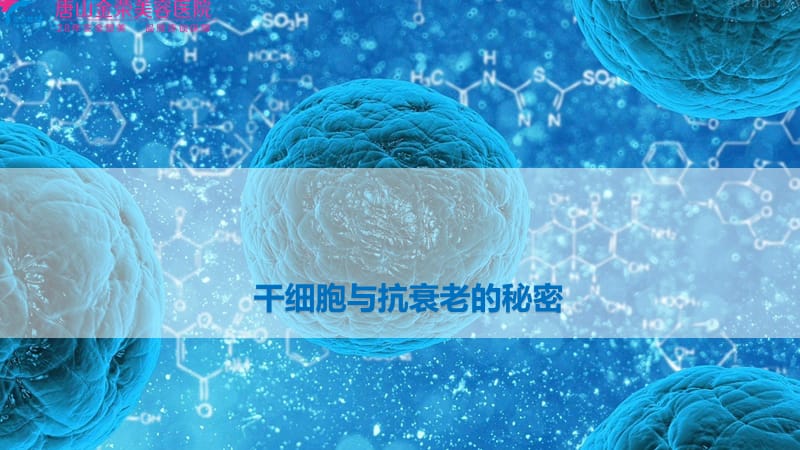 干细胞与抗衰老的秘密.ppt_第1页