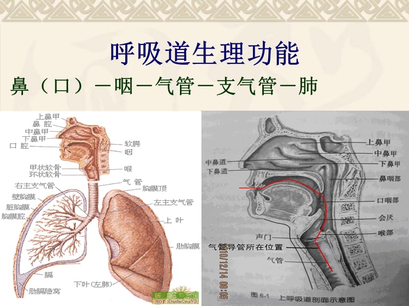 气管切开的护理PPT课件.ppt_第3页