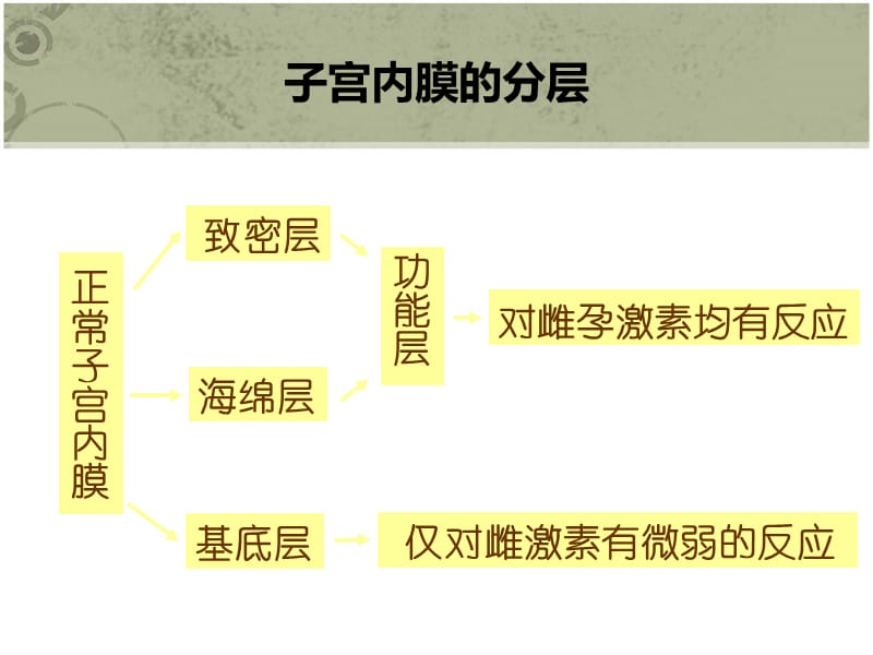 正常子宫内膜的周期性变化.ppt_第3页