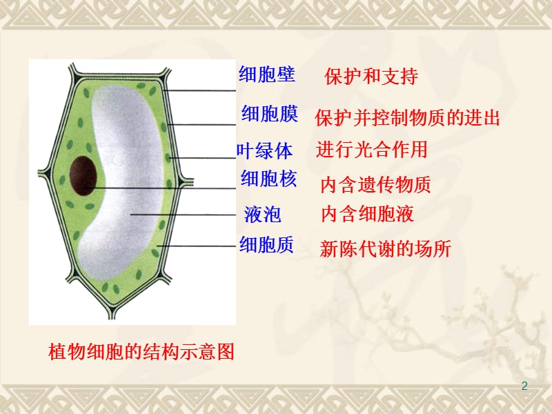 制作和观察洋葱鳞片叶表皮细胞临时装片.ppt_第2页