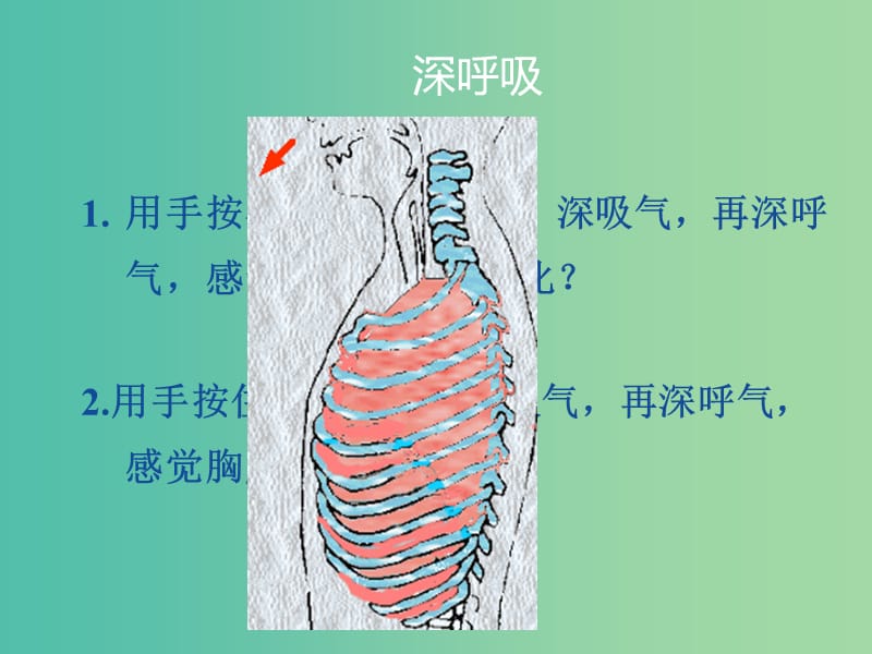 七年级生物下册 第三章 第一节 呼吸-呼吸的过程课件 冀教版.ppt_第2页