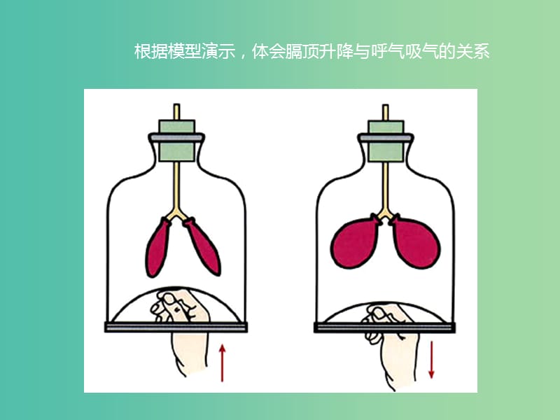 七年级生物下册 第三章 第一节 呼吸-呼吸的过程课件 冀教版.ppt_第3页