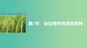 高中生物 6.1 雜交育種與誘變育種課件 新人教版必修2.ppt