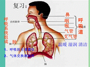 七年級(jí)生物下冊(cè) 4.3.2 發(fā)生在肺內(nèi)的氣體交換課件 新人教版.ppt