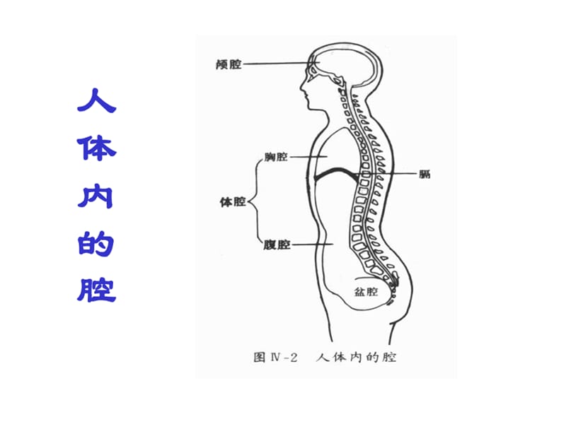 幼儿卫生保健-人体基本结构.ppt_第2页