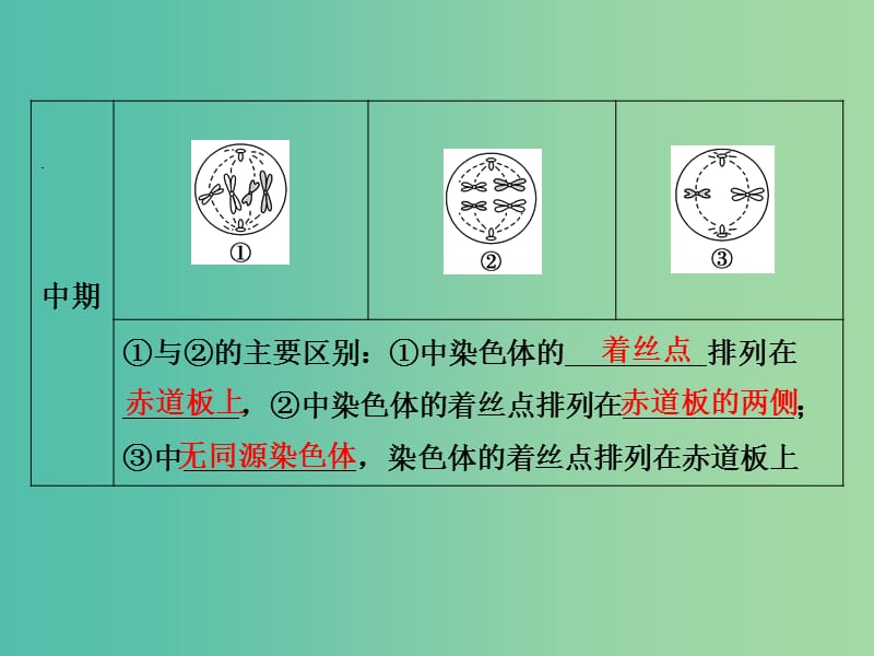 高考生物一轮复习 有丝分裂与减数分裂的比较及减数分裂与可遗传变异的关系课件.ppt_第3页