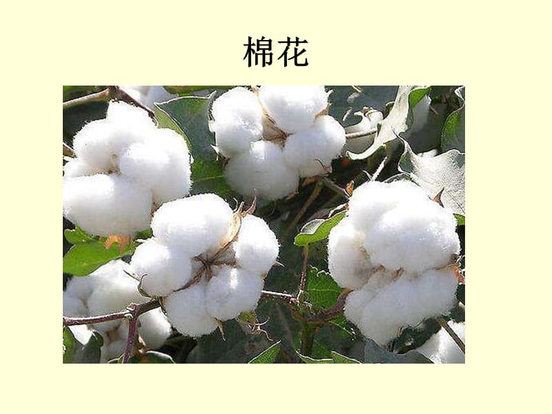 多姿多彩的植物.ppt_第2页