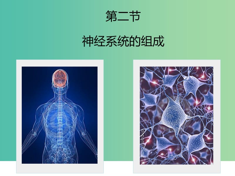 七年级生物下册 4.6.2 神经系统的组成课件 （新版）新人教版.ppt_第2页