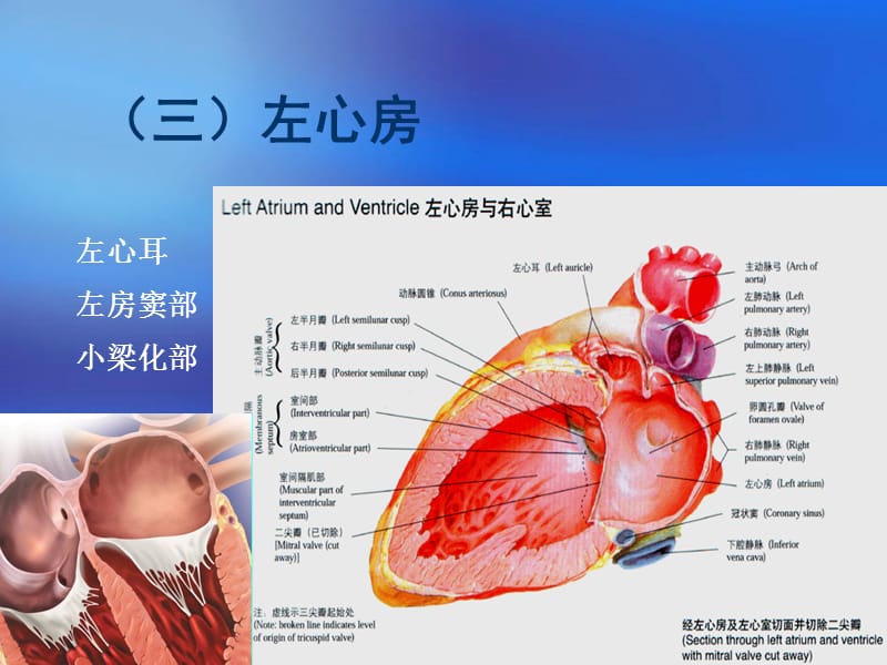 心脏三维解剖分析(左心).ppt_第1页