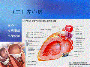 心臟三維解剖分析(左心).ppt