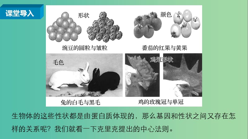 高中生物 第三章 第四节 遗传信息的表达 RNA和蛋白质的合成（第2课时）课件 浙科版必修2.ppt_第2页