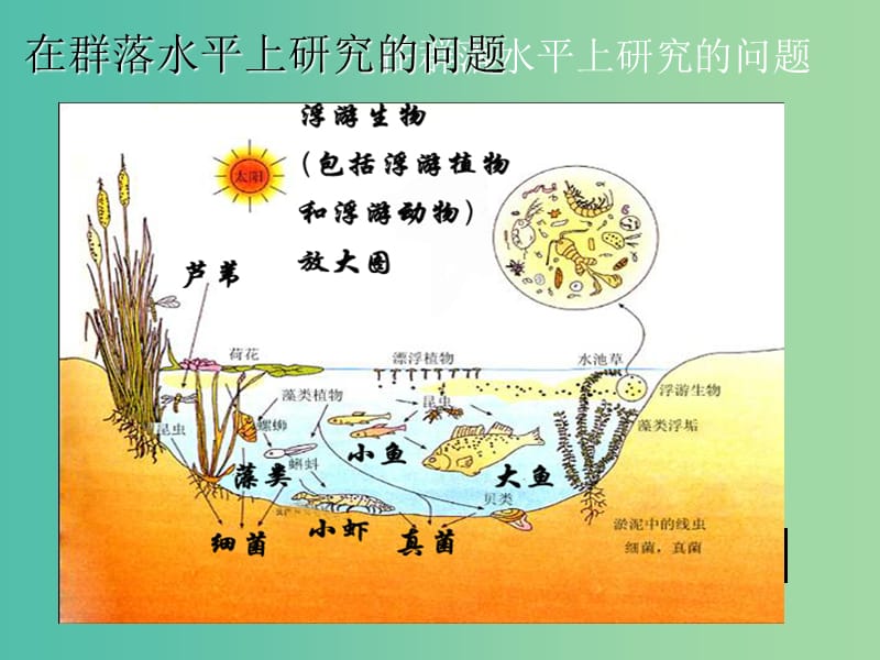 高中生物《4.3群落的结构》课件 新人教版必修3.ppt_第2页