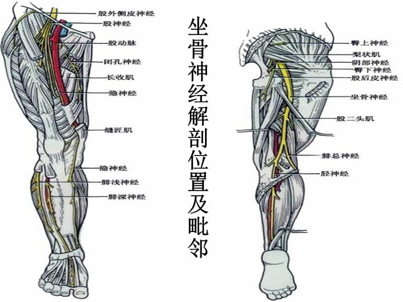 坐骨神经解剖-副本-副本.ppt_第2页