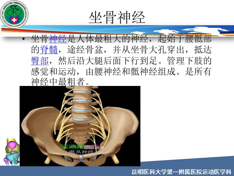 坐骨神经解剖-副本-副本.ppt_第3页