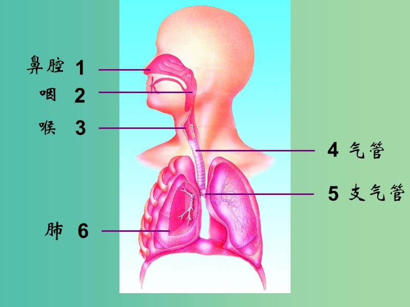 七年级生物下册 10.3 人体和外界环境的气体交换课件 （新版）苏教版.ppt_第3页