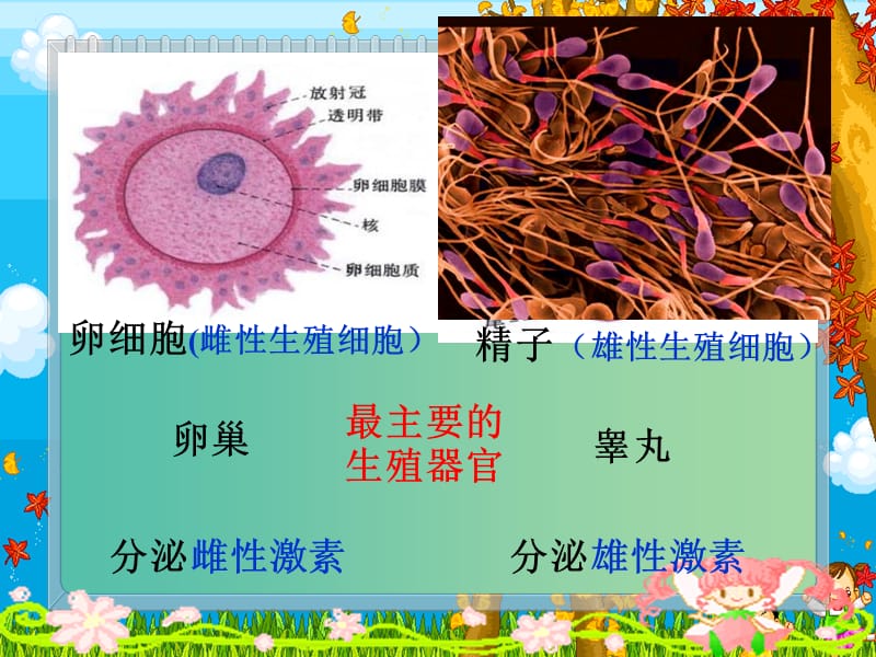 七年级生物下册 1.2 人的生殖课件 新人教版.ppt_第3页