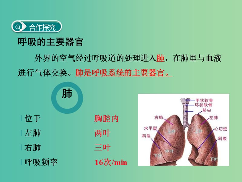 七年级生物下册 第三章 第二节 发生在肺内的气体交换课件 （新版）新人教版.ppt_第3页