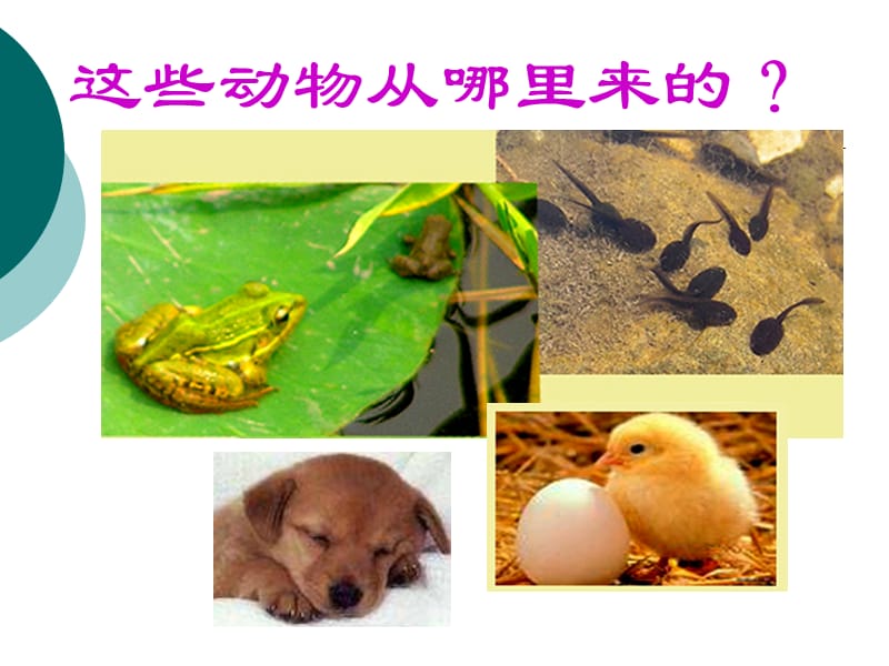 植物的生长变化.ppt_第3页